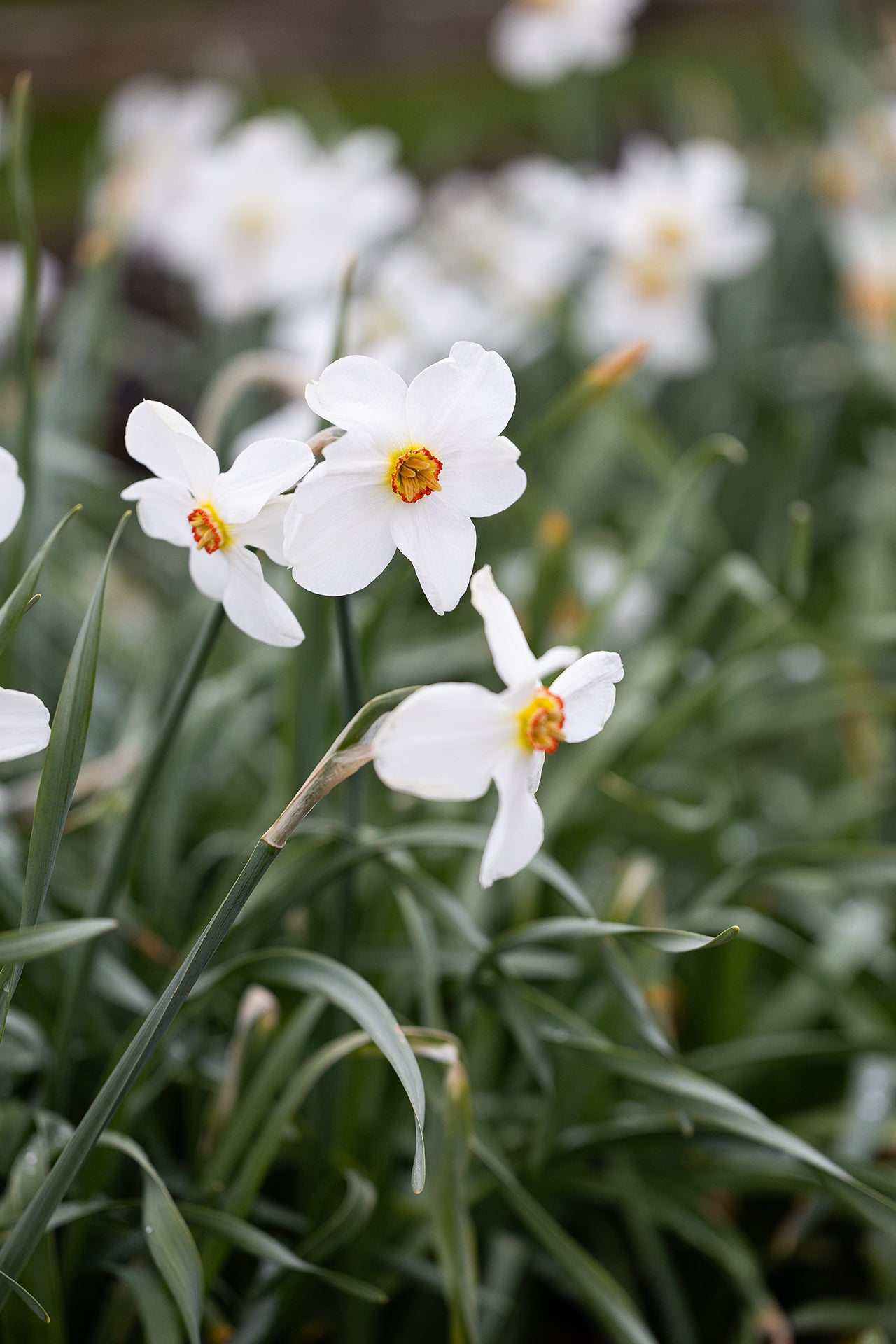 Narciss Actaea FA_7546