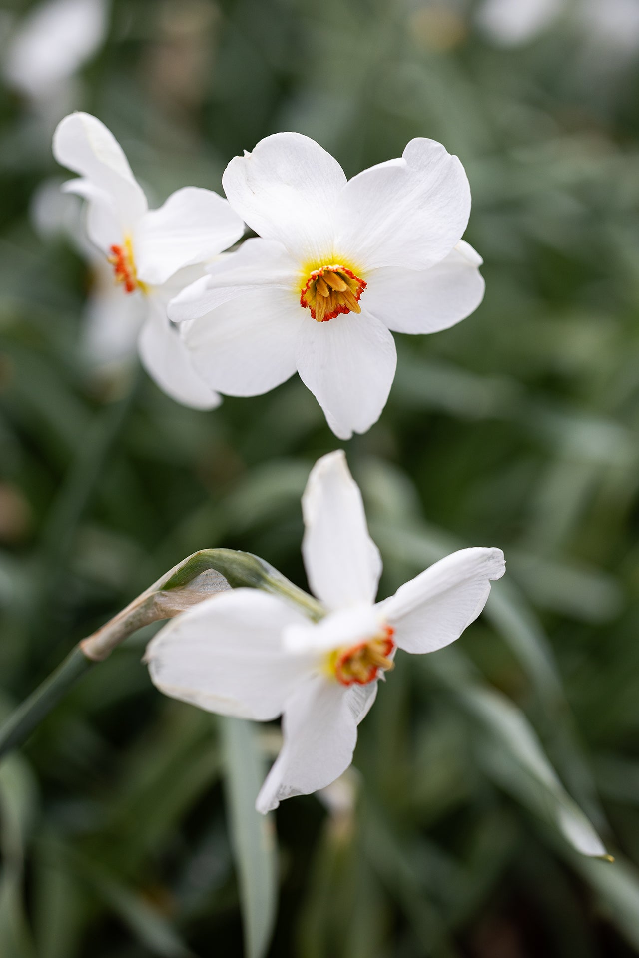 Narciss Actaea FA_7554