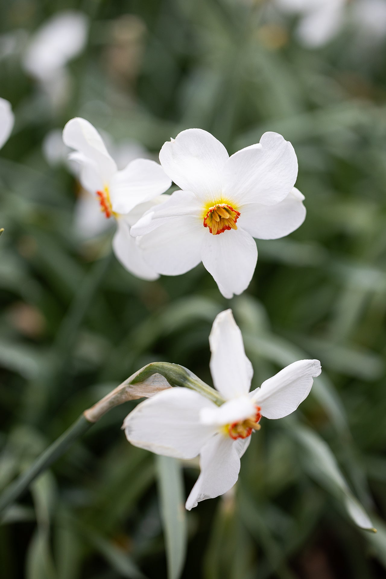 Narciss Actaea FA_7555