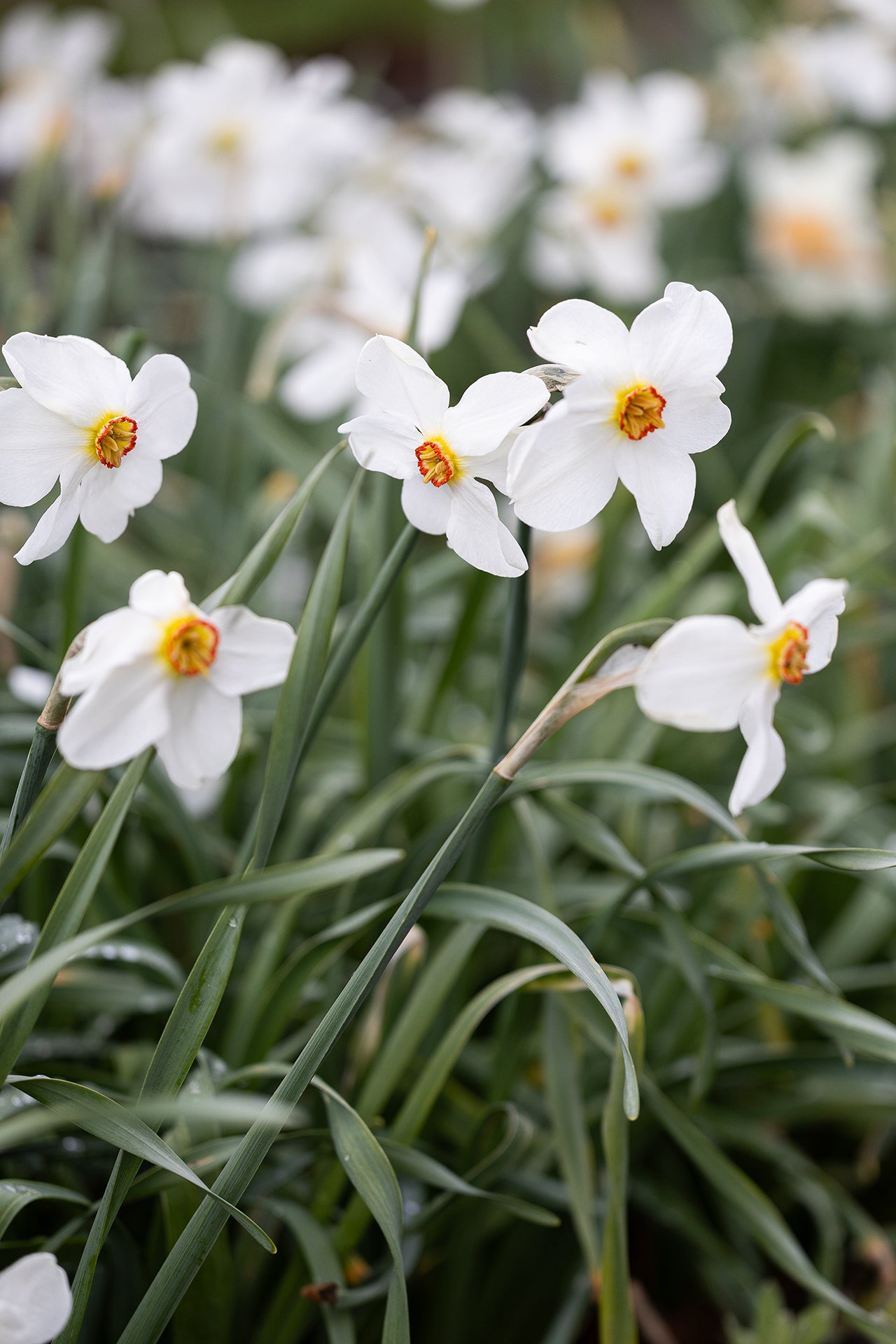 Narciss Actaea FA_7573